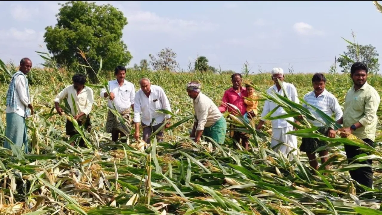 అకాల వర్షాలతో మొక్కజొన్న పంట నష్టం