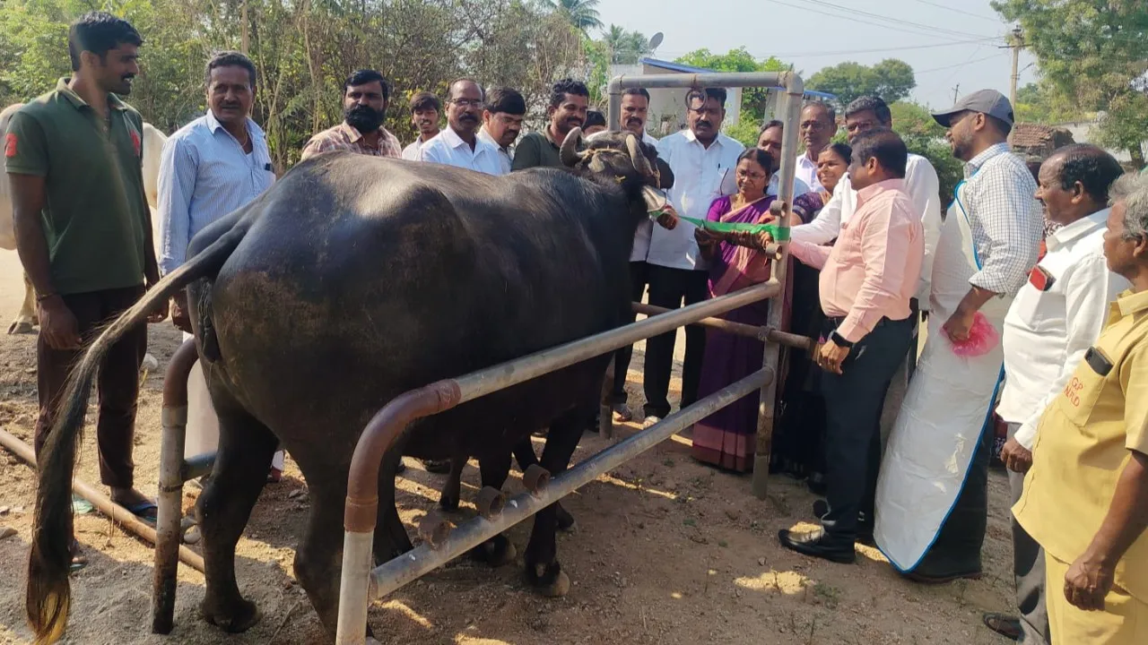 నేరడలో పశువులకు ఉచిత టీకాలు