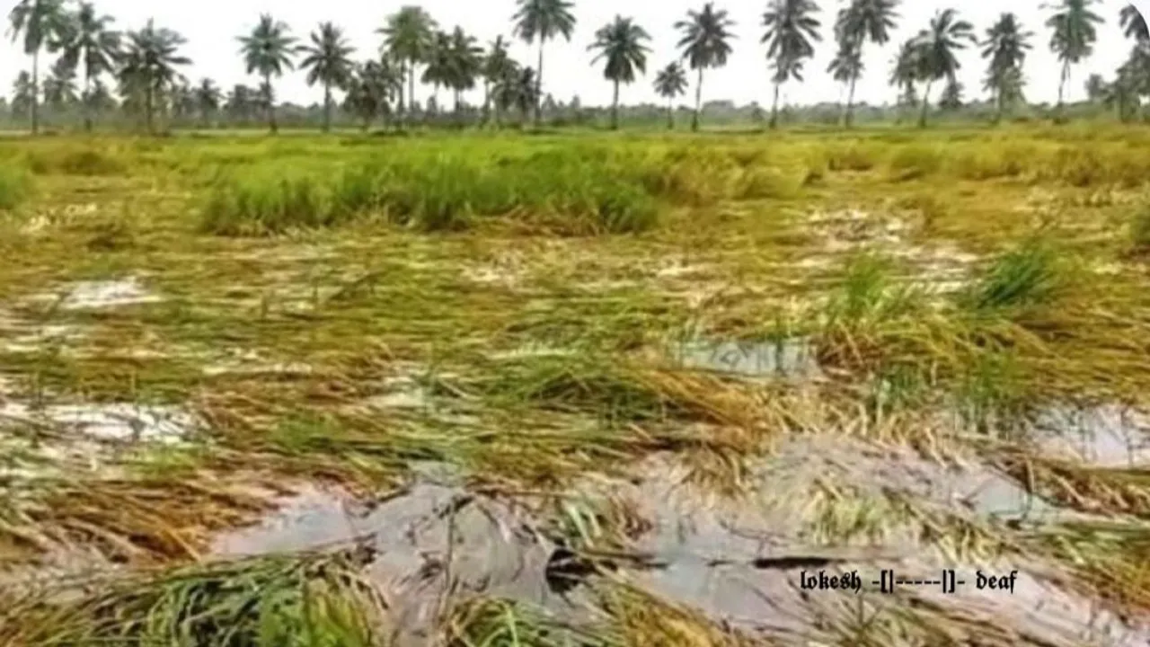 అకాల వర్షాలు, వడగళ్లు ఏపీలో పంటలకు భారీ నష్టం