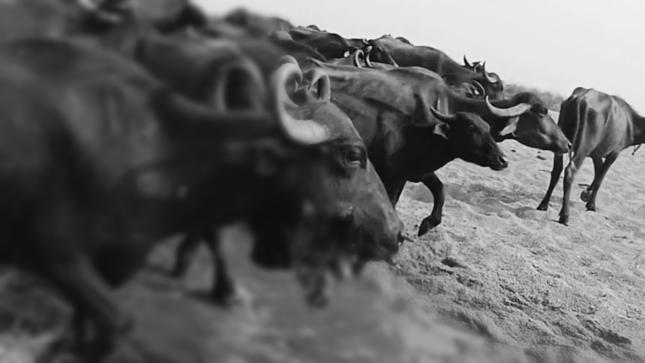 గోదావరి ఒడ్డున పేలుడు పరికరాలు… బర్రెలకు తీవ్ర గాయాలు