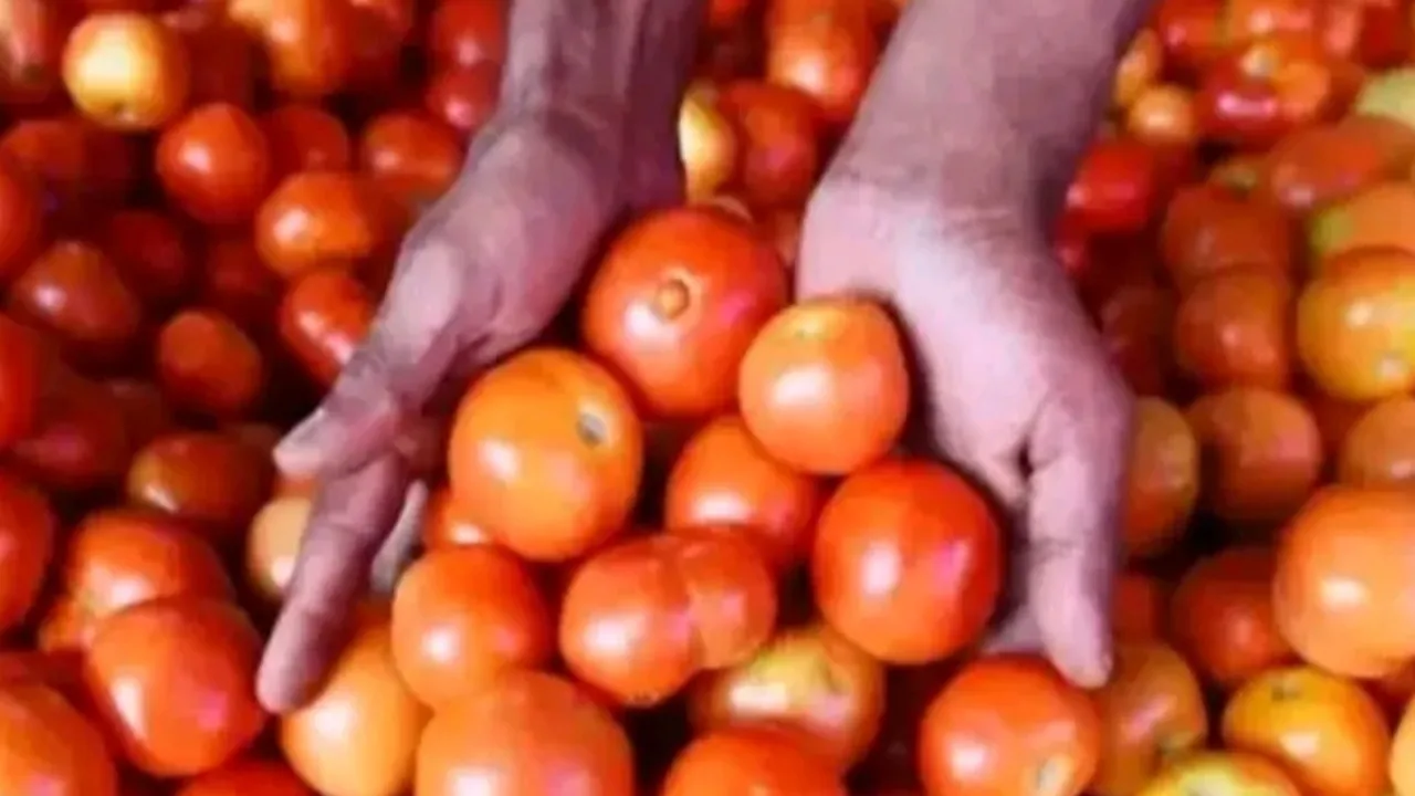 మెట్రిక్ టన్నులు టమాటా రావడంతో కనిష్ట ధర పలికింది 