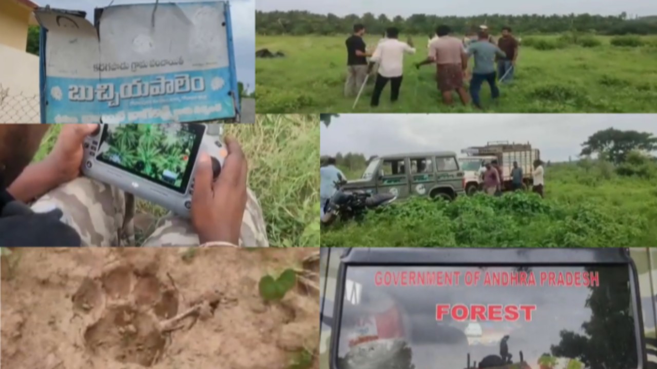 బొల్లేరు చెరువు సమీపంలో పెద్దపులి కలకలం.. అప్రమత్తమైన అటవీశాఖ