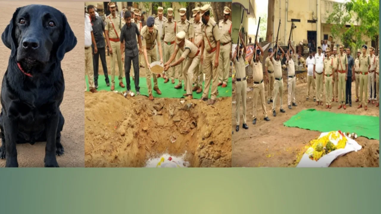 పోలీసు జాగిలం రాజా కన్నుమూత...