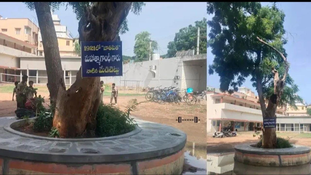 గాంధీ నాటిన మేడిచెట్టు స్థానంలో మొలిచిన వేపచెట్టు