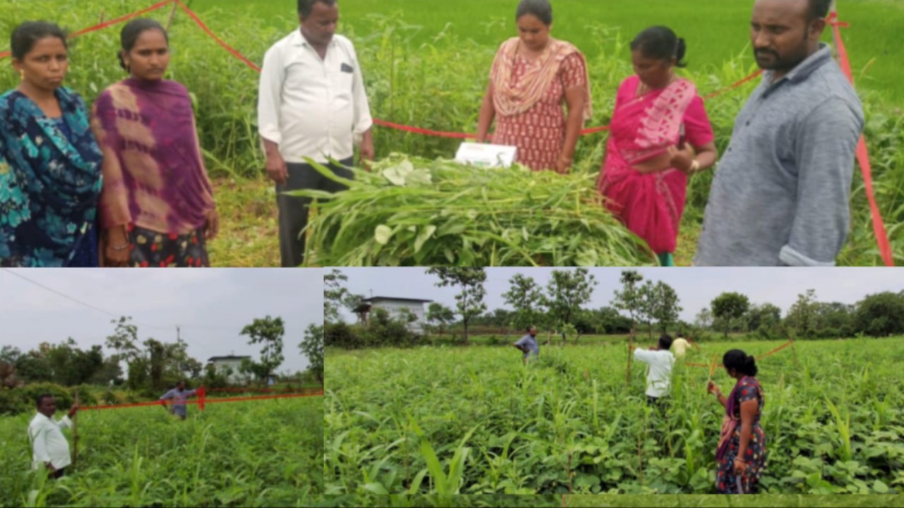 పీఎండీఎస్ సాగుతో నేల సారం బాగు..