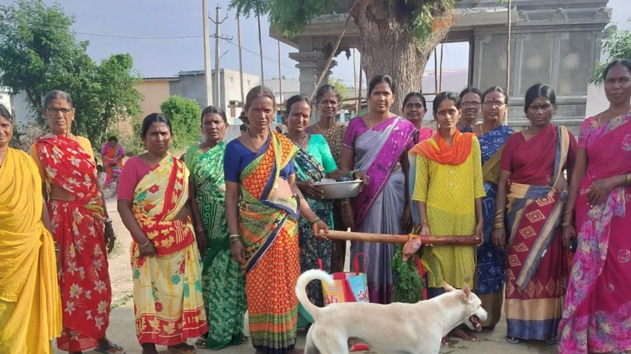 వర్షాలు కురవాలని కప్ప కాముడు ఆటలు